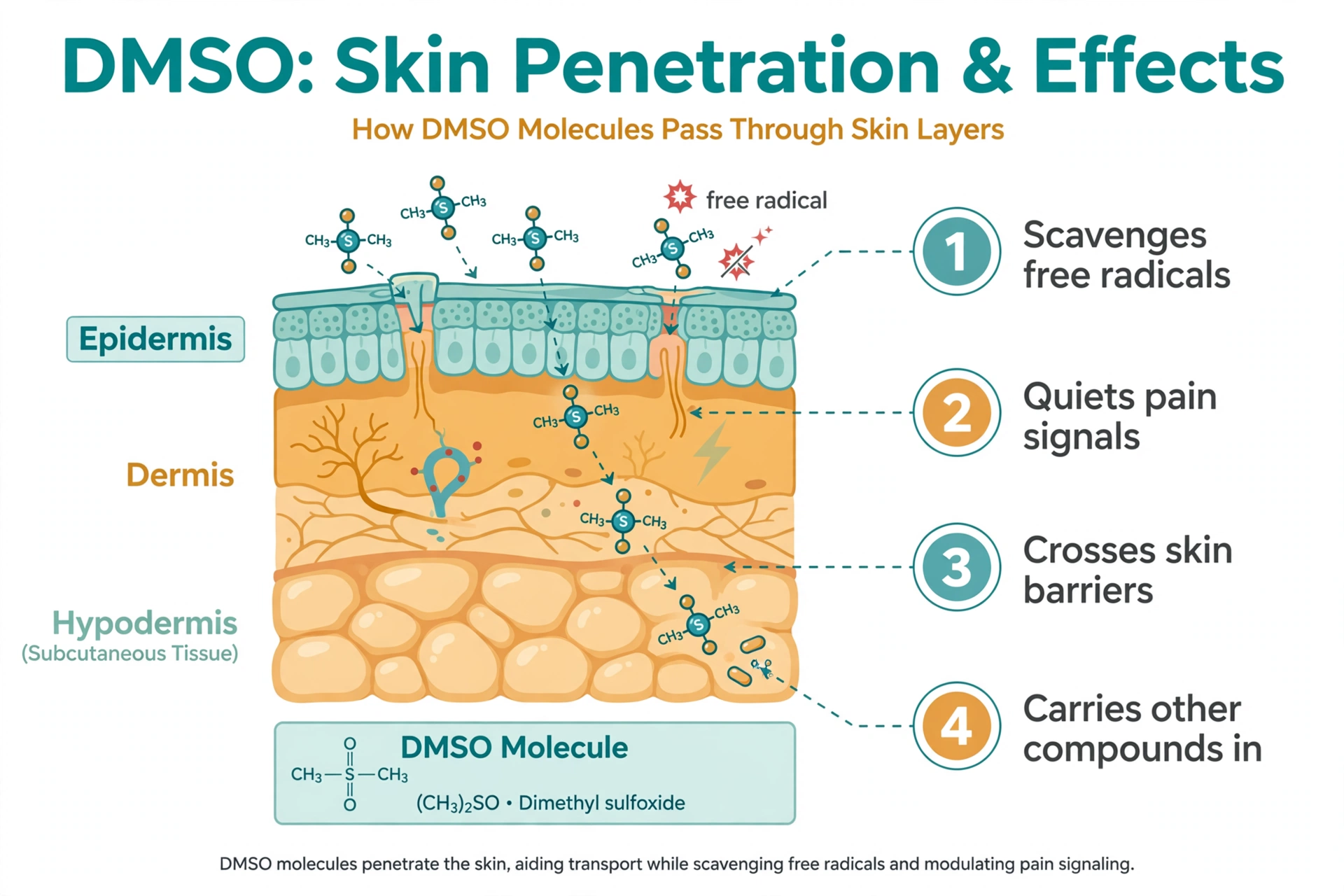 DMSO (Dimethyl Sulfoxide): The Honest Guide to Uses, Benefits, and Safety 2 Diagram showing how DMSO penetrates skin layers and its four main mechanisms of action