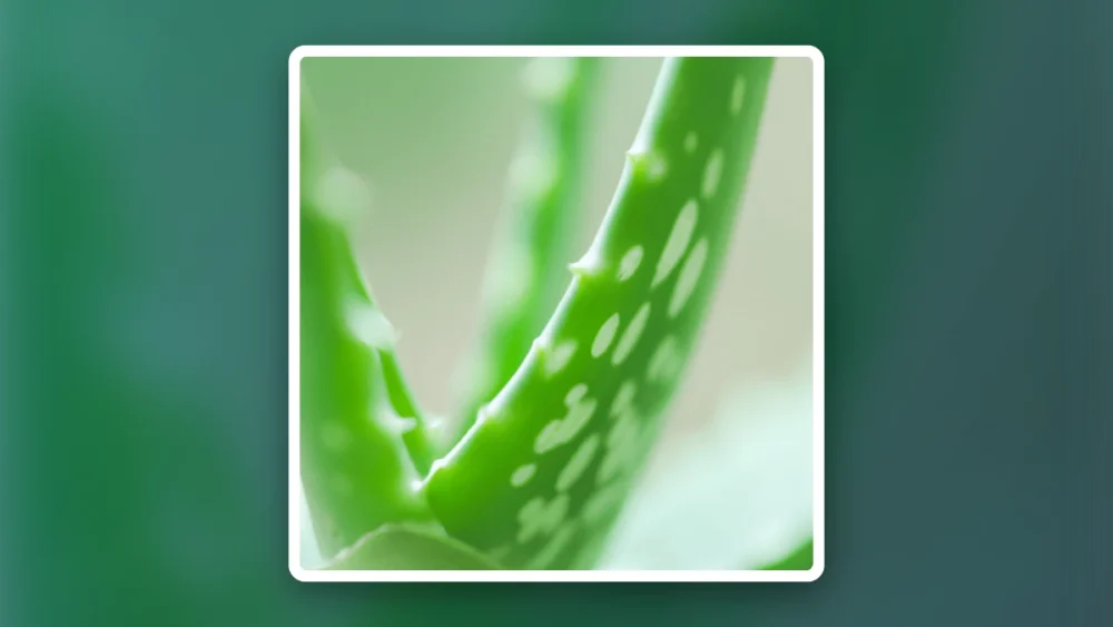 The Benefits of DMSO with Aloe Vera