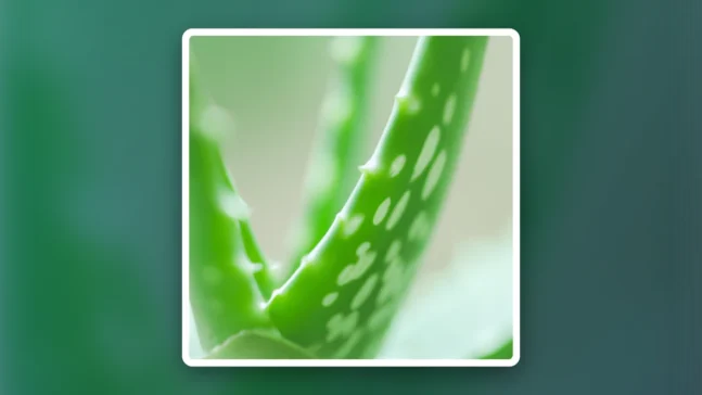 Read more about the article The Benefits of DMSO with Aloe Vera