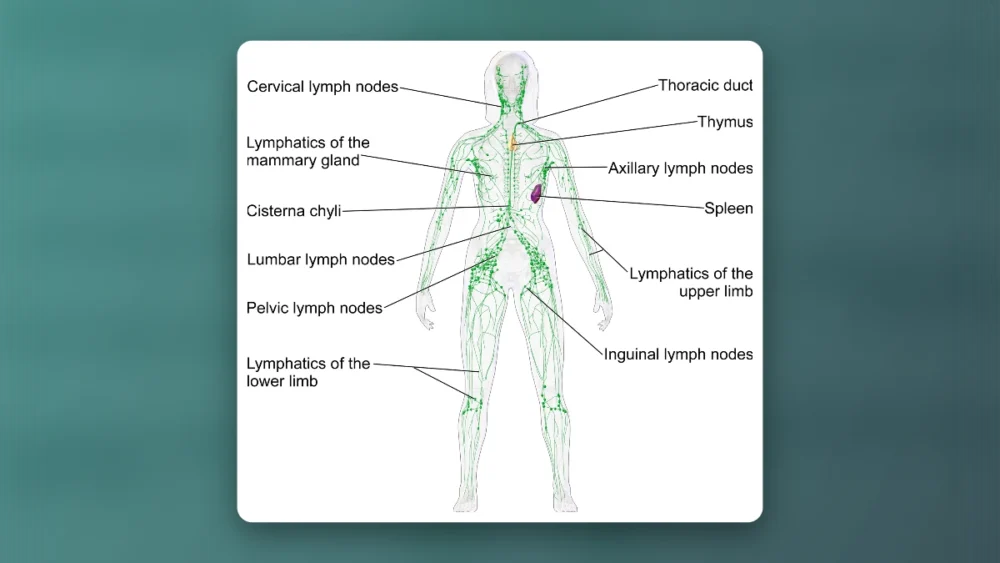 What is the Best Exercise for the Lymphatic System? Discover the Power of Rebounding