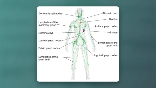 Read more about the article What is the Best Exercise for the Lymphatic System? Discover the Power of Rebounding